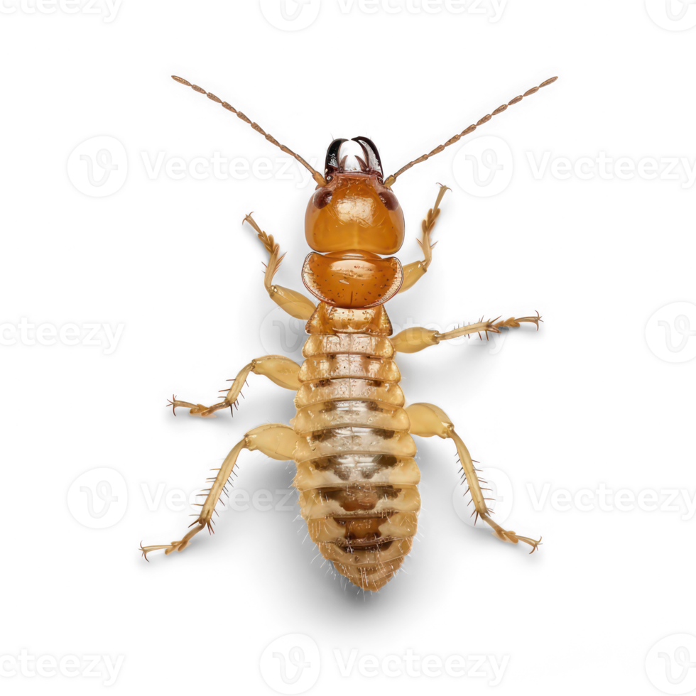 Termite full body isolate on transparency background png