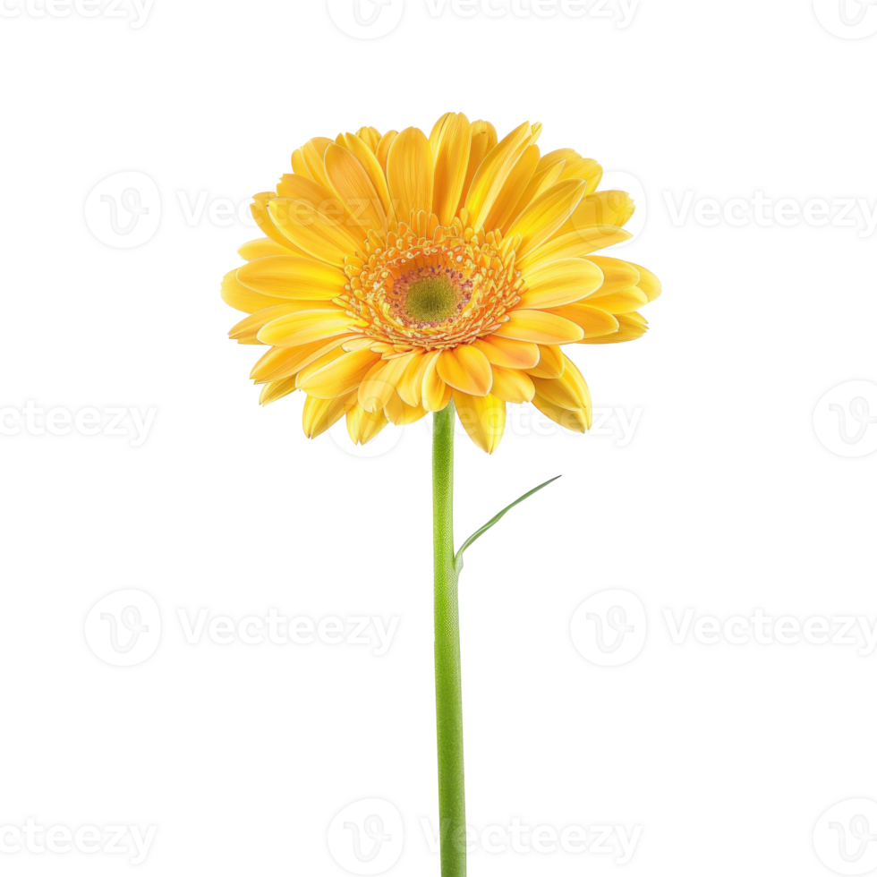 Gerbera Daisy flower isolate on transparency background png