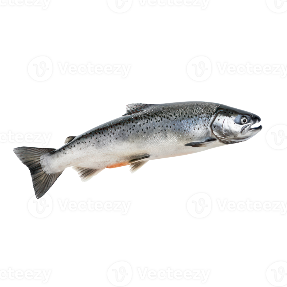 floating raw salmon isolate on transparency background png