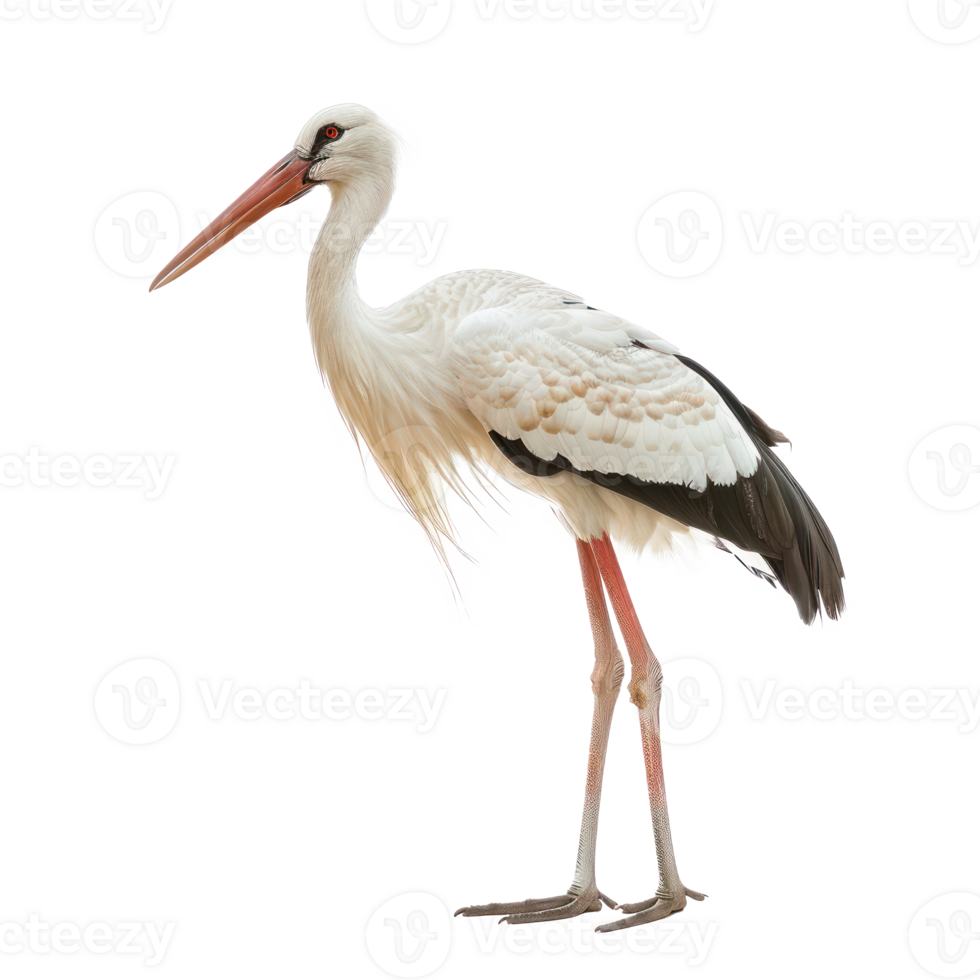 Stork side view full body isolate on transparency background png
