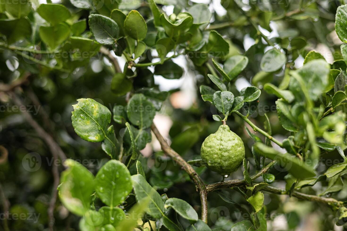 Kaffir Lime Fruit On The Tree photo