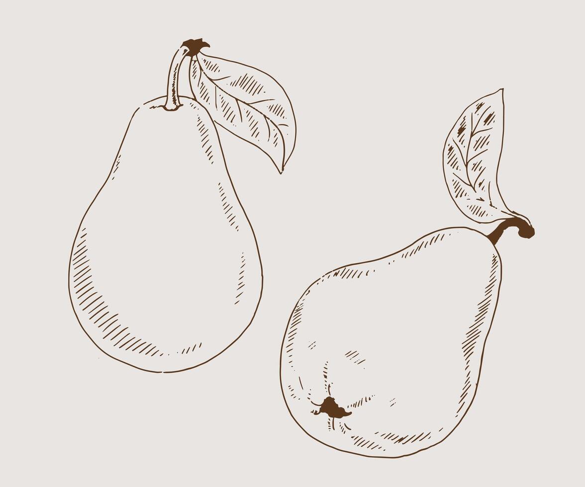 Pears sketch hand drawn doodle illustration vector