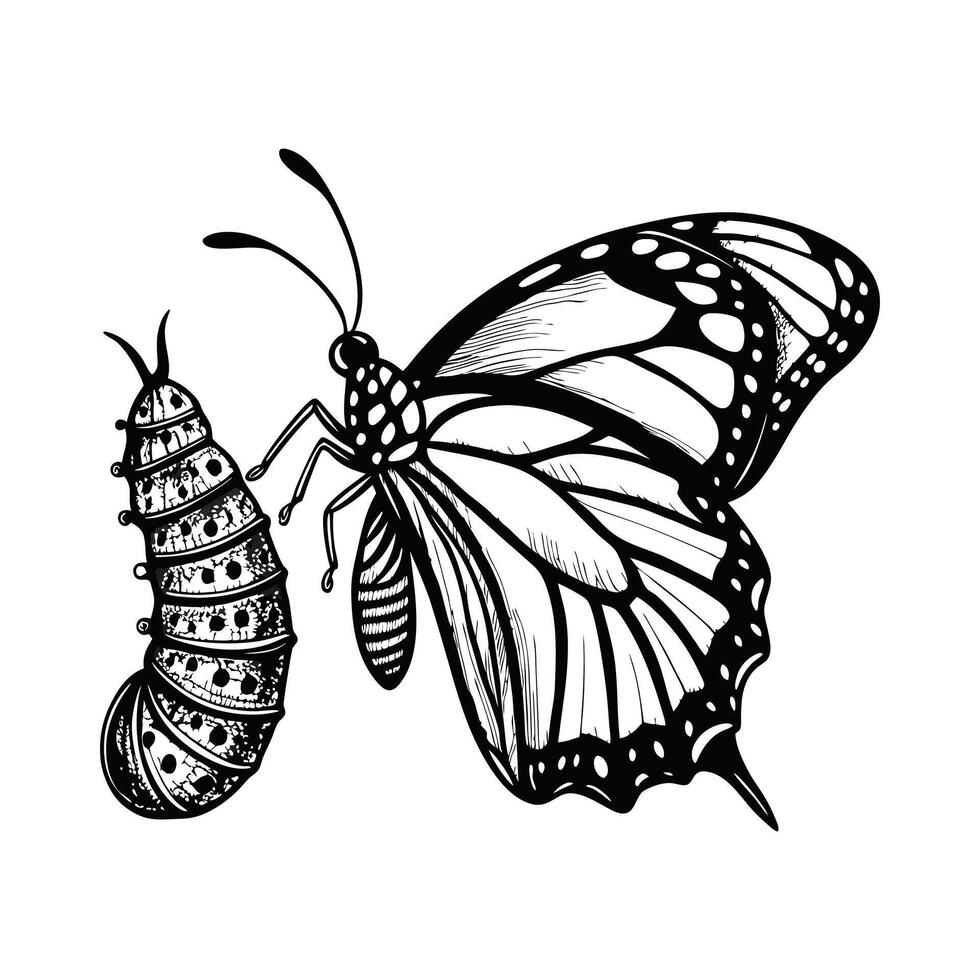 Butterfly and caterpillar illustration vector