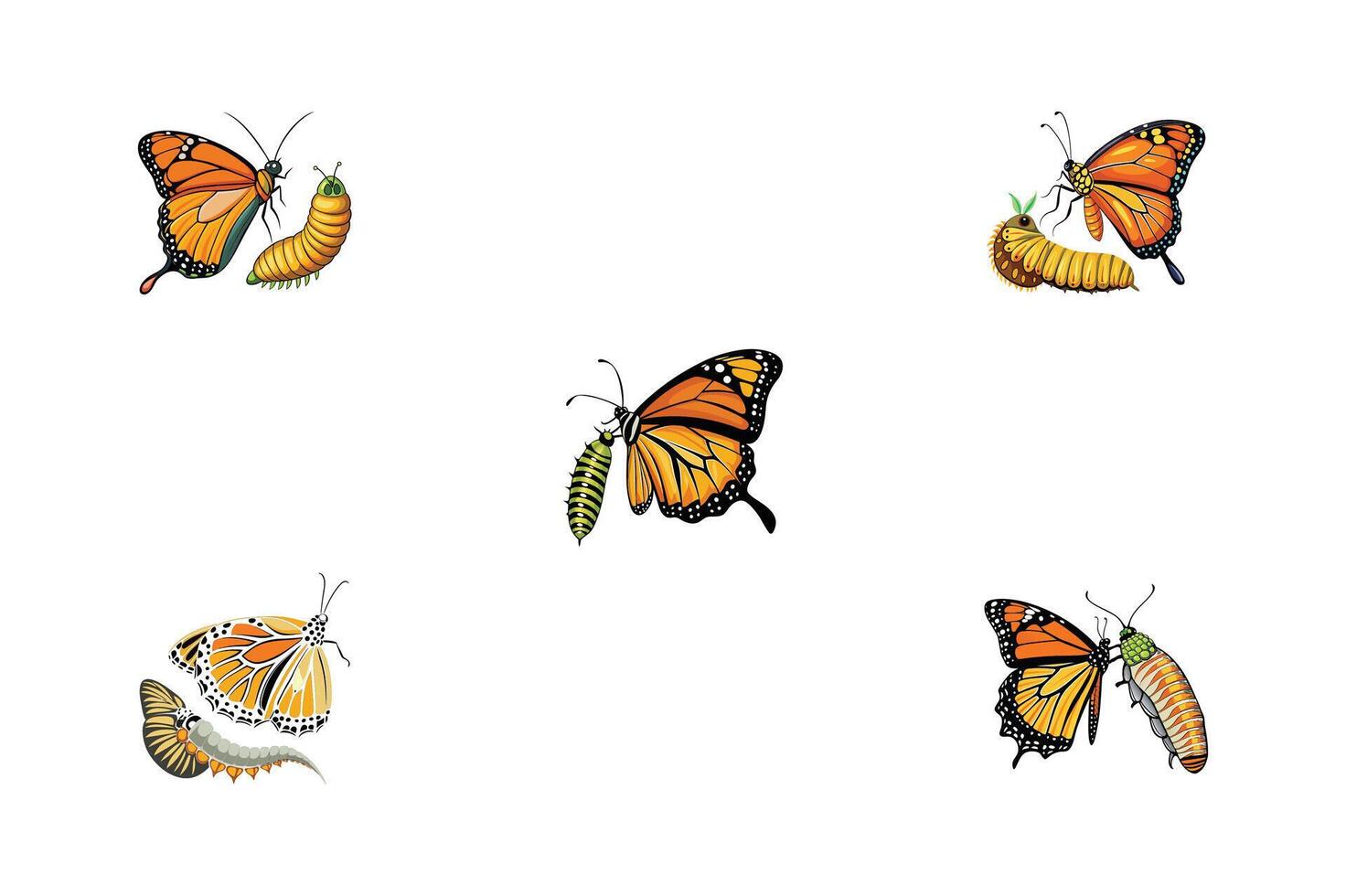 Butterfly life cycle vector