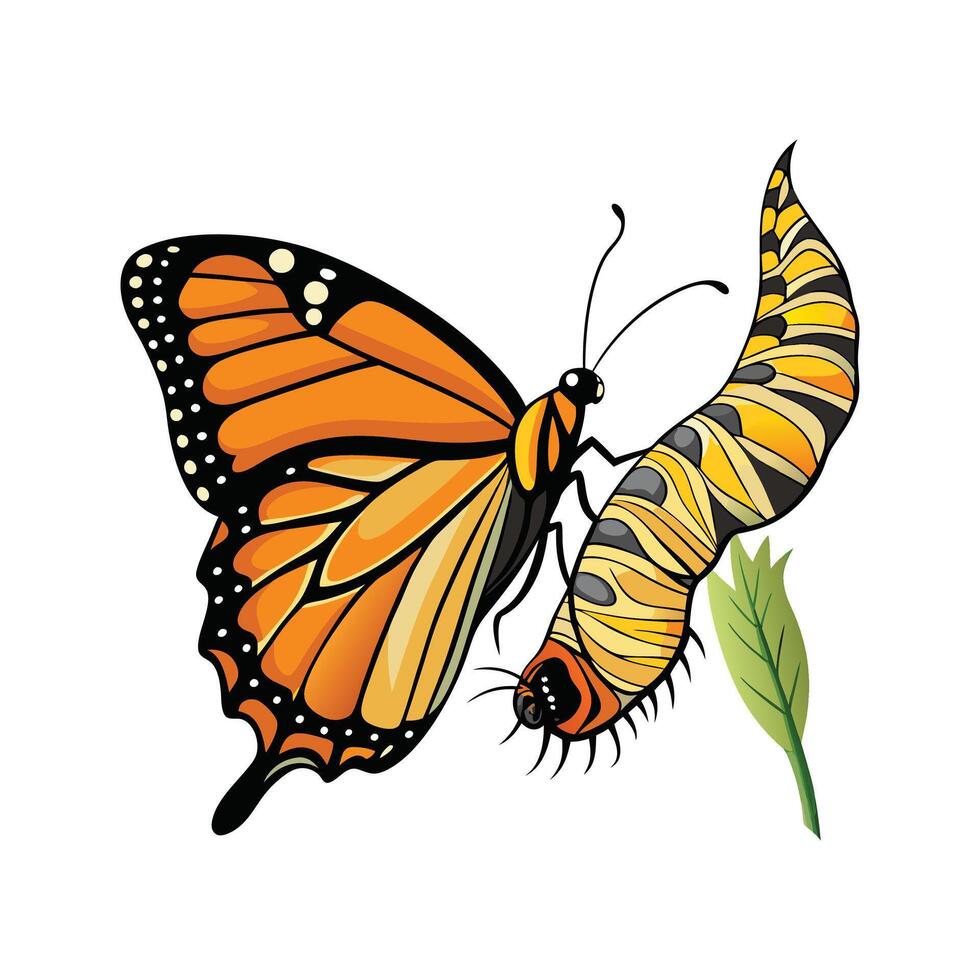 Monarch butterfly caterpillar and leaf vector