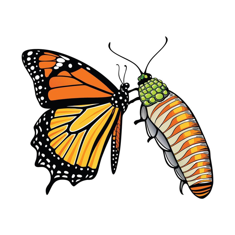 Monarch butterfly life cycle vector