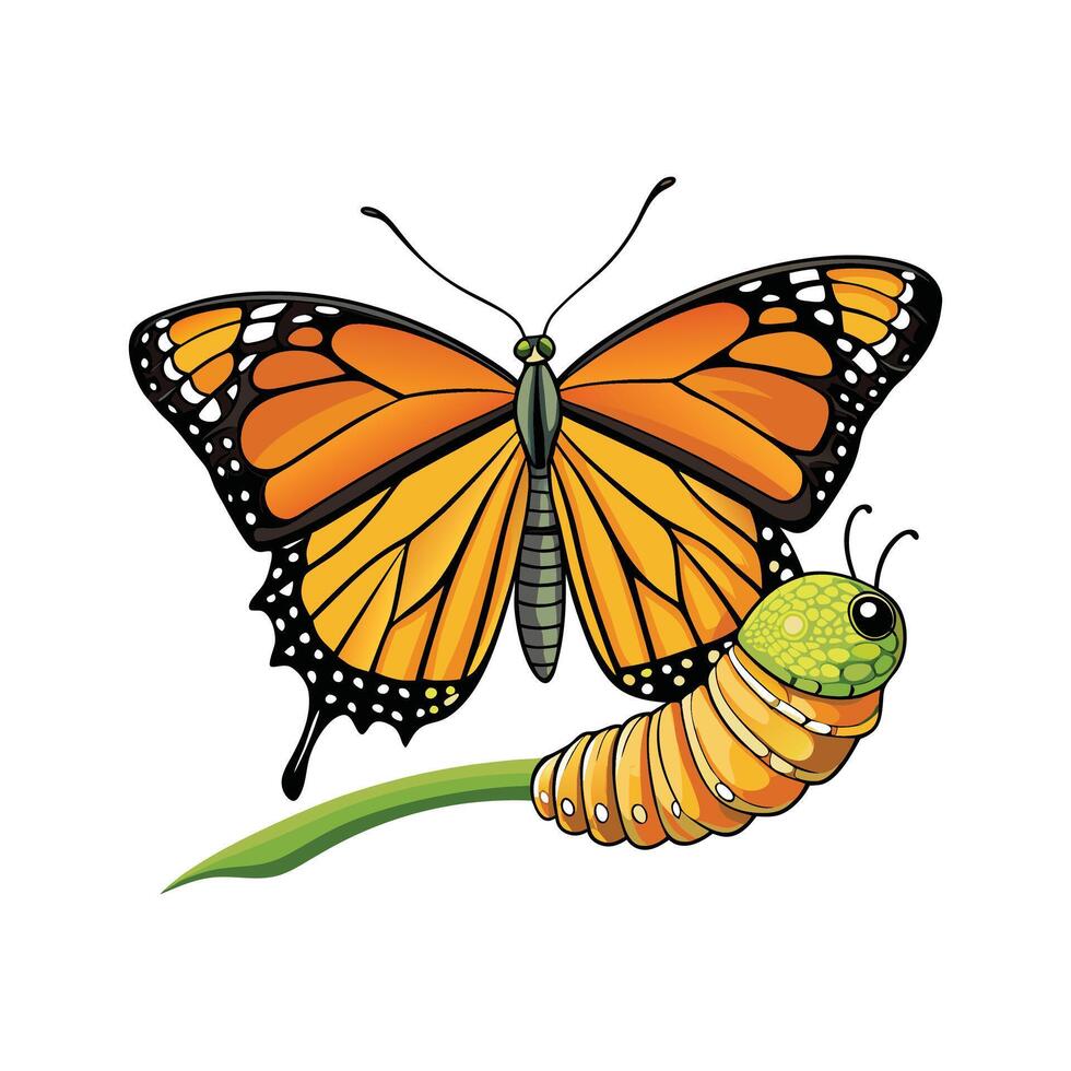 Monarch butterfly life cycle vector