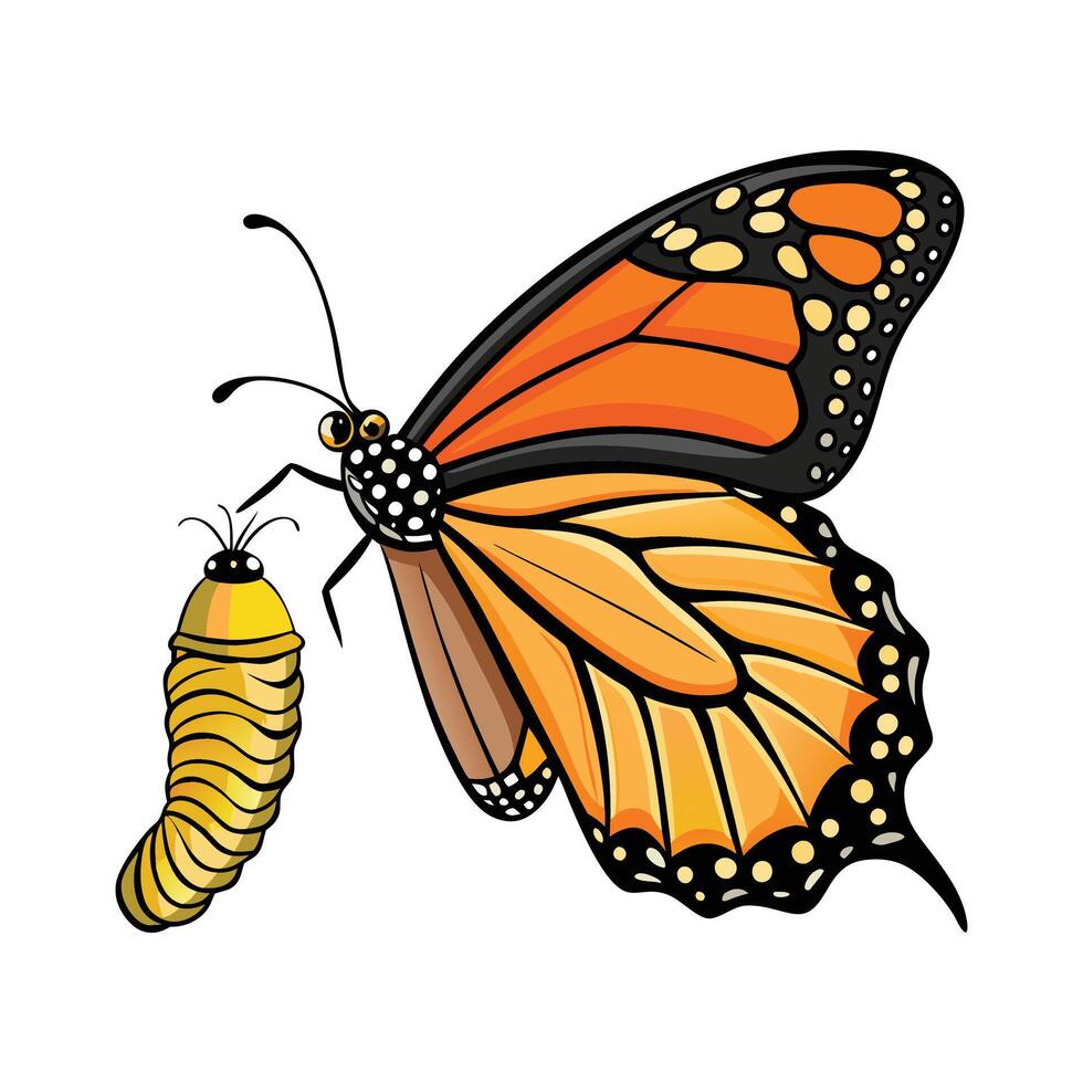 Monarch butterfly life cycle illustration vector