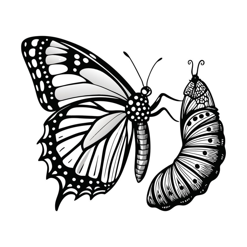 Monarch butterfly life cycle illustration vector