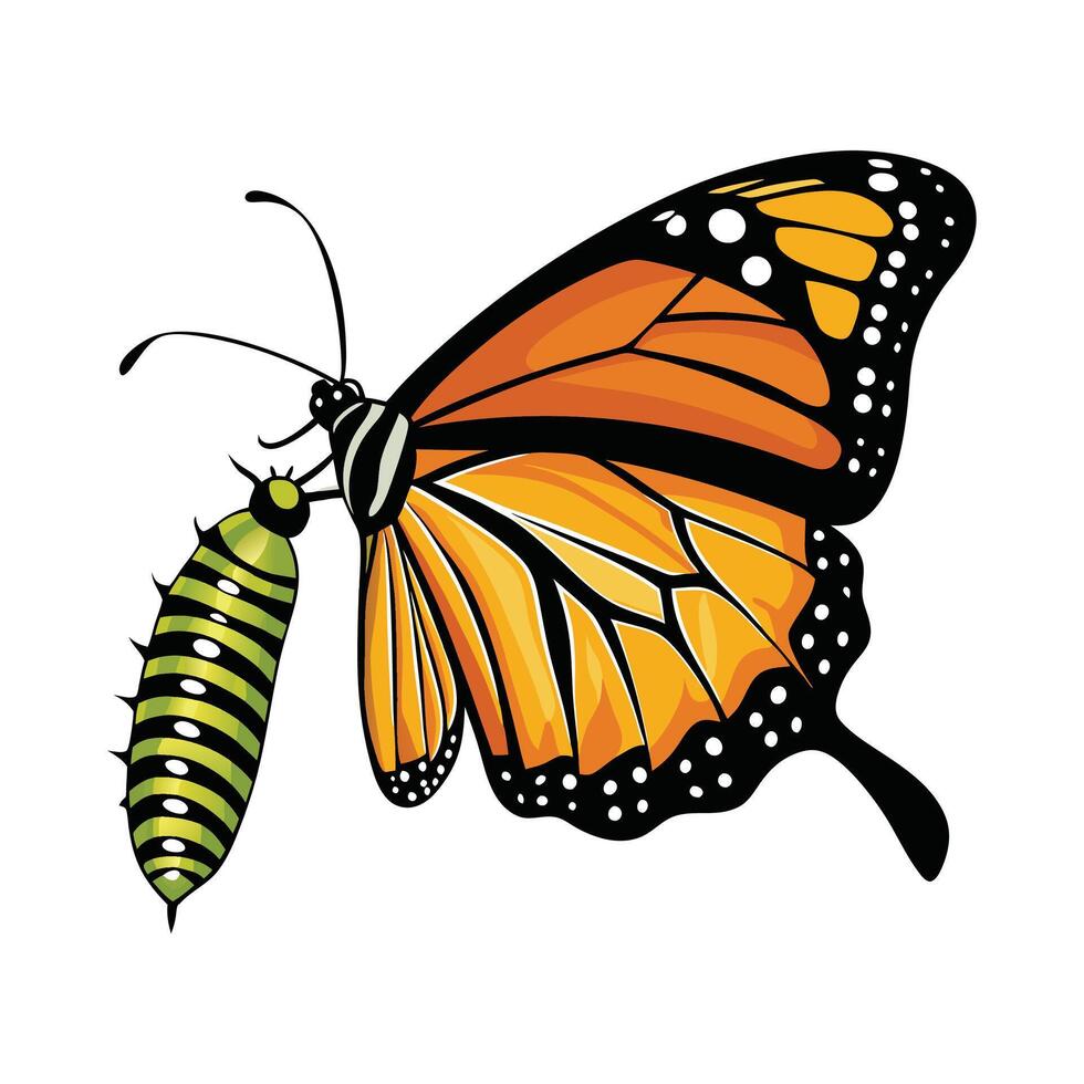 Monarch butterfly life cycle vector