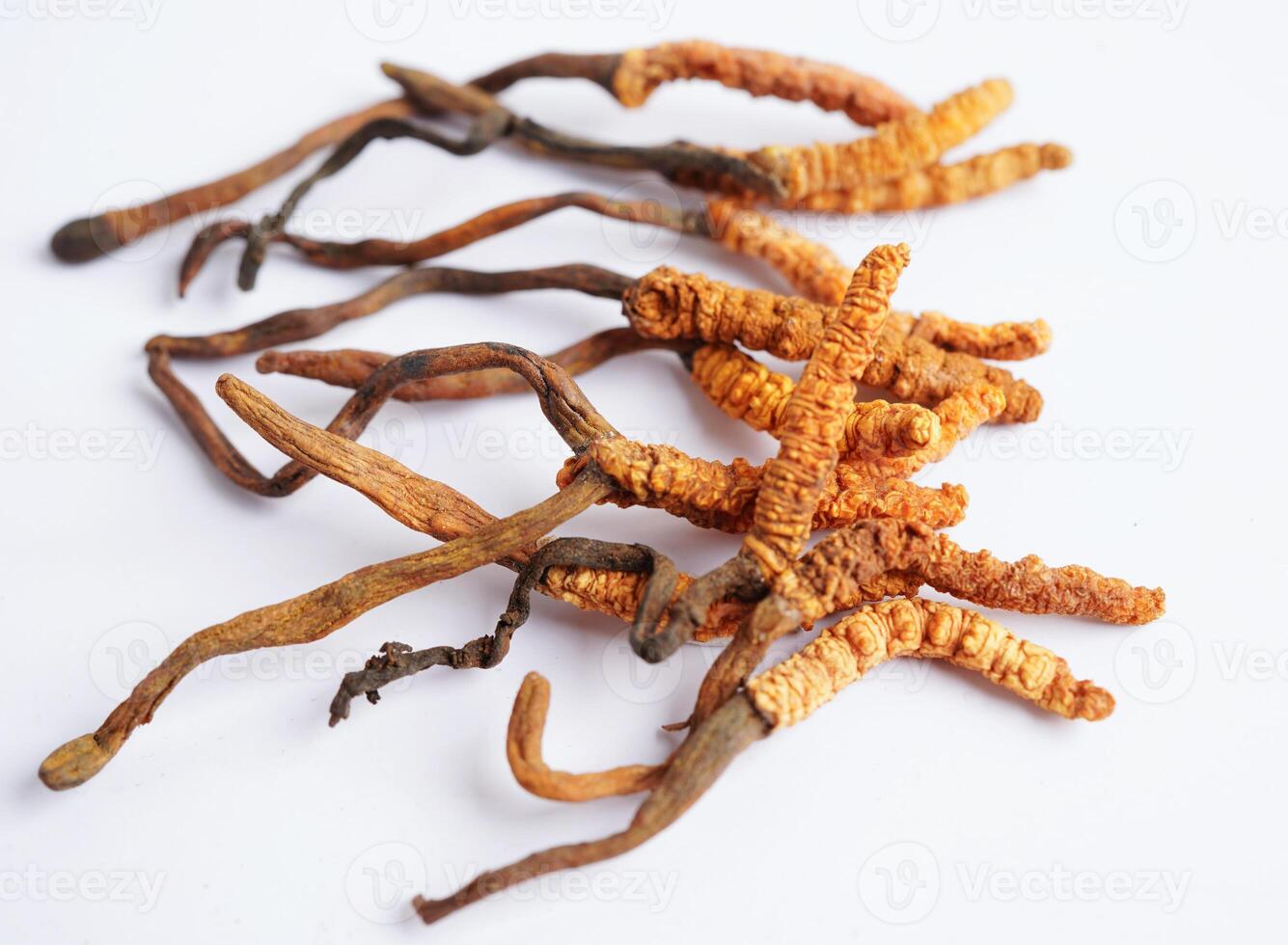 Cordyceps sinensis or Ophiocordyceps sinensis isolated on white background, mushroom herb treatment medicine. photo