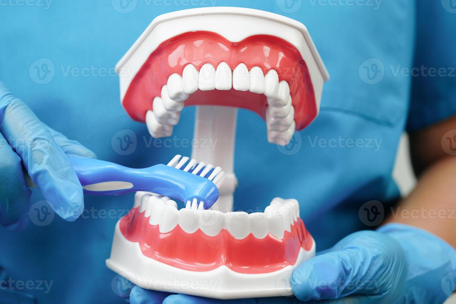 Doctor clean teeth denture with toothbrush for teach patient and dentist studying about dentistry. photo