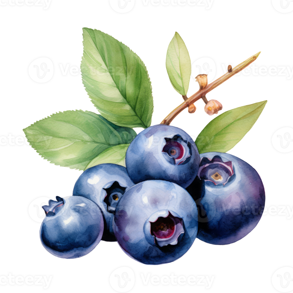 A blueberry fruit isolated on transparent background, exotic, tropical fruit, summer clipart png