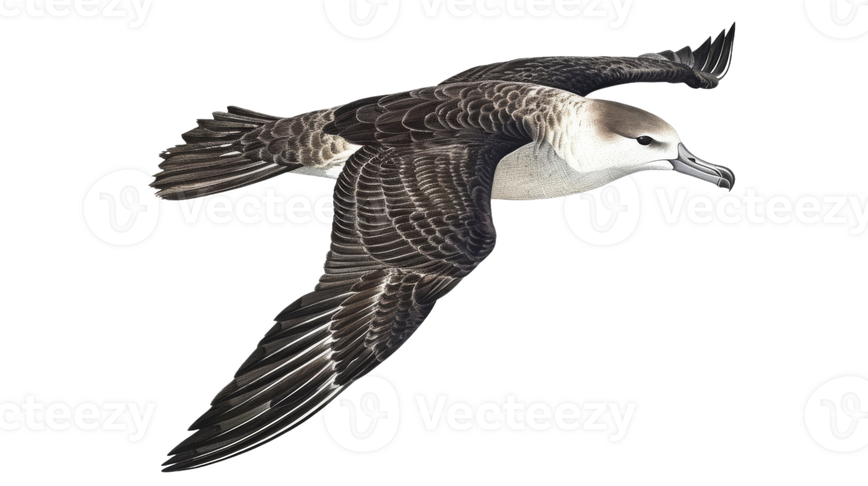 A black and white bird flying in the air png