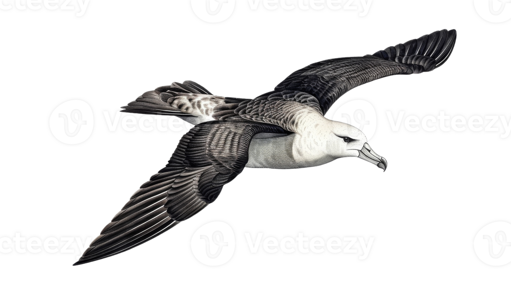 A black and white drawing of a bird flying png