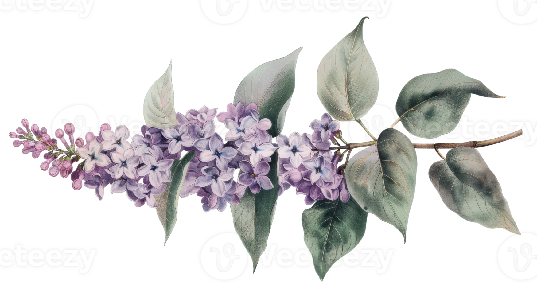 A painting of a branch of lilac flowers png