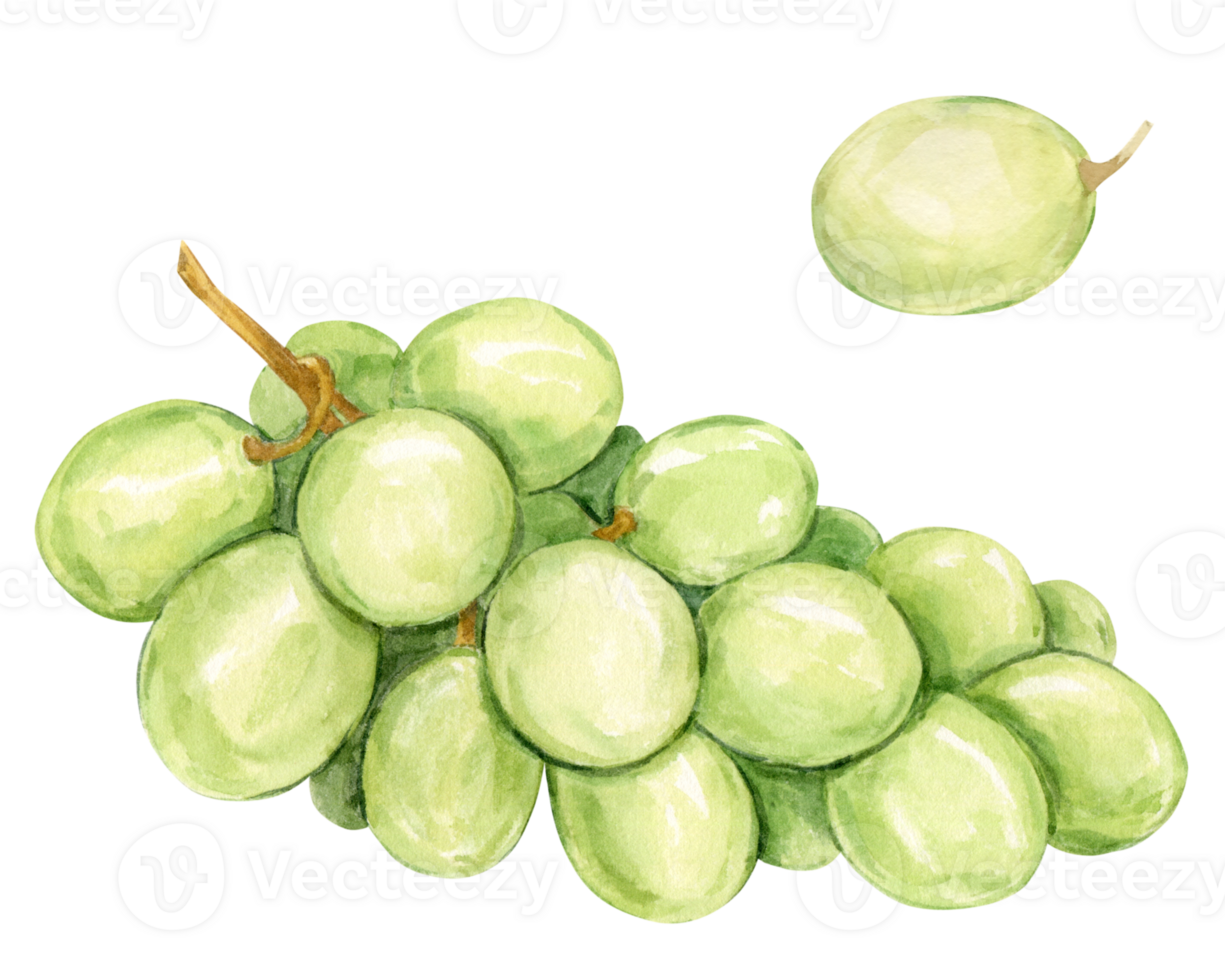 Watercolor branch of white grapes lying on the table. Illustration of green berries isolated on background. Berries for wine, juice, jam label. Clipart for winery, cafe, restaurant. png