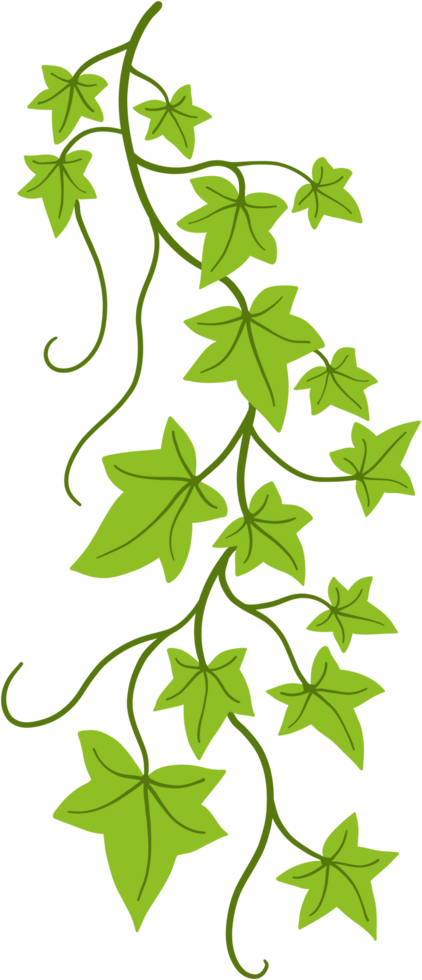 ivy plant drawing illustration. png