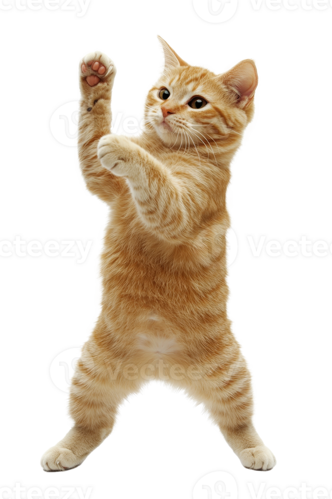 A joyful cat dancing the tango against a transparent background, radiating happiness and charm in its playful pose png