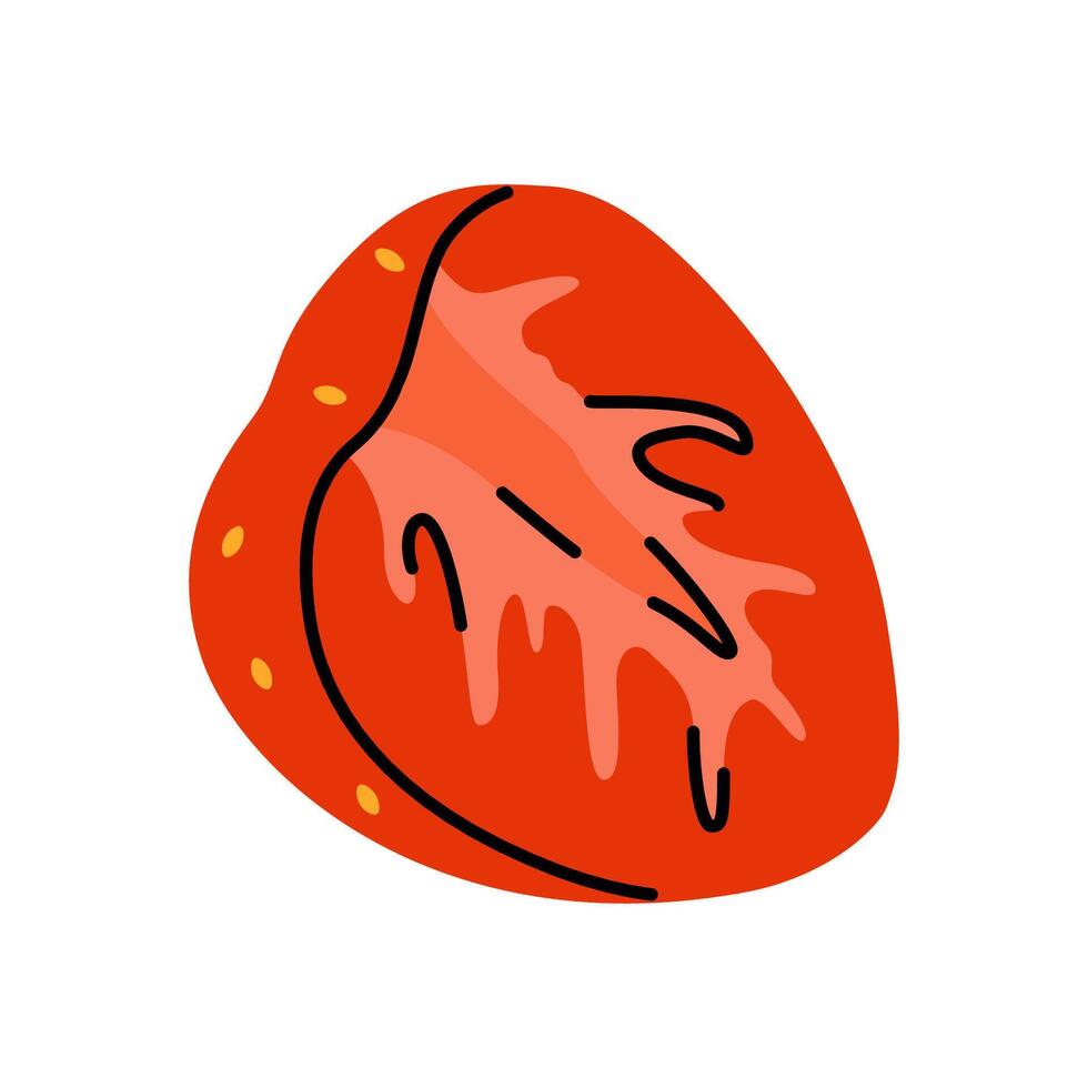Detailed illustration of a strawberry with a focus on the internal structure and external shape vector