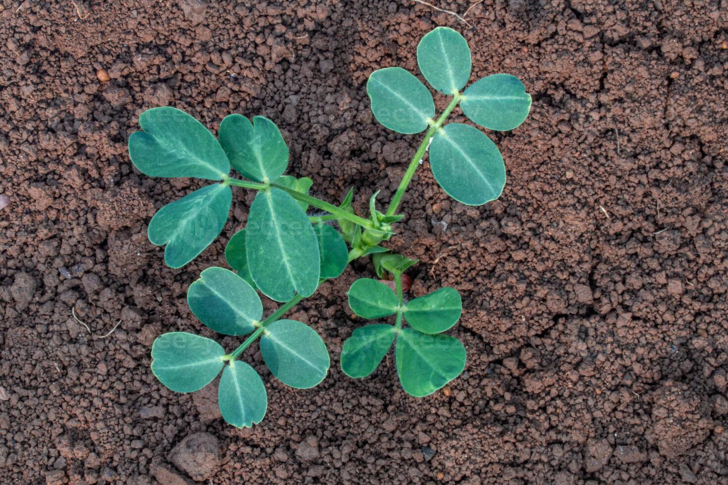 small plants that have just grown in a garden during the summer. small plants with new green leaves that have just grown photo