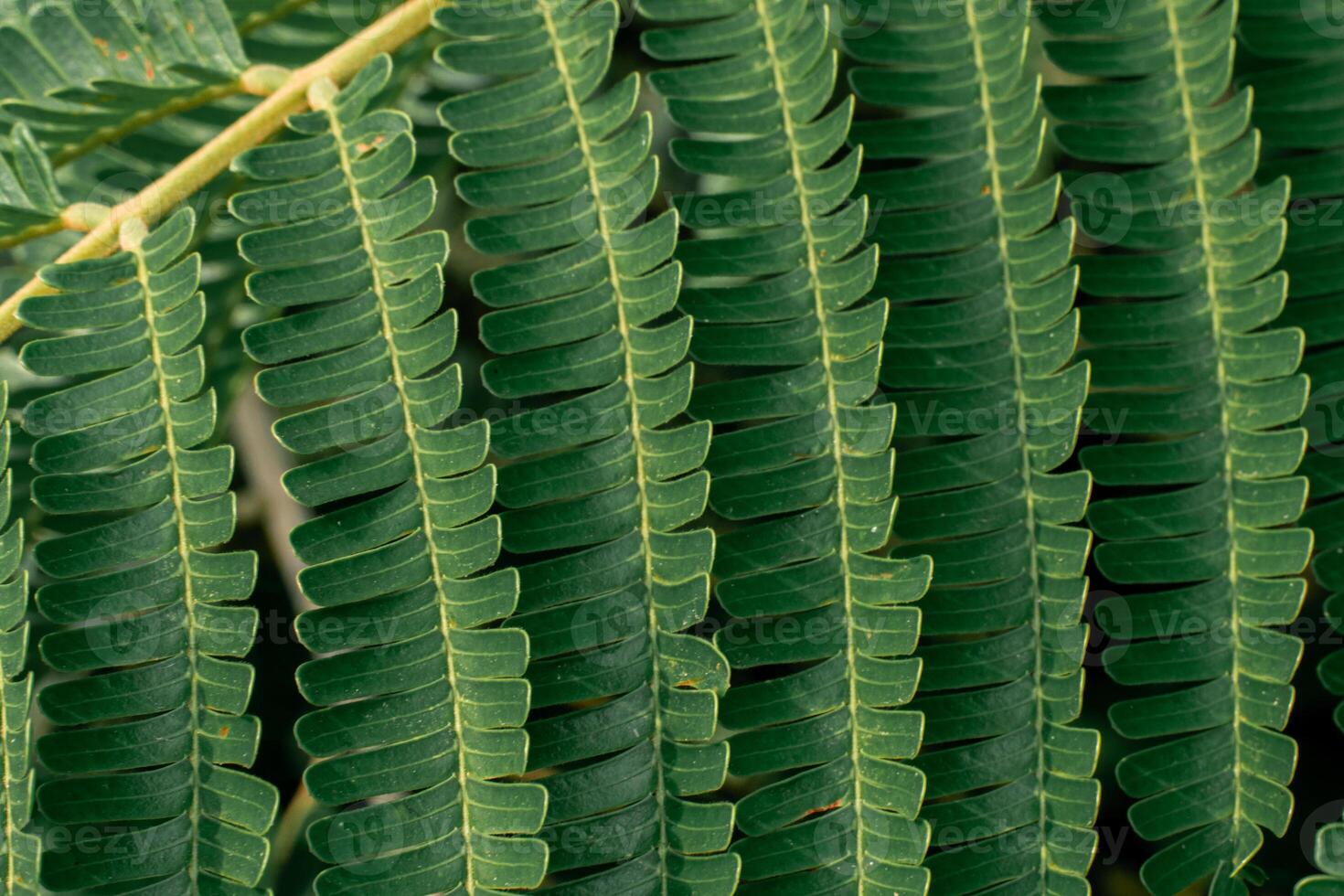 Close up of a group of green leaves, providing a textured and abstract nature background. Rich foliage textures, exotic greenery, and botanical patterns photo