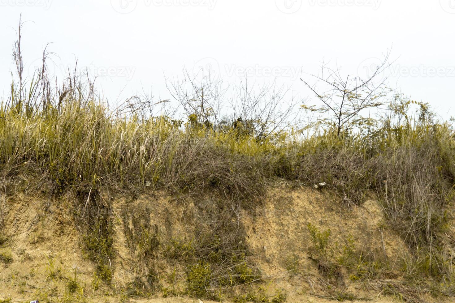 A landscape photo of a field of tall, dry grass under a cloudy sky. Overgrow the dried reeds on a spring evening. Cloudy weather, landscape