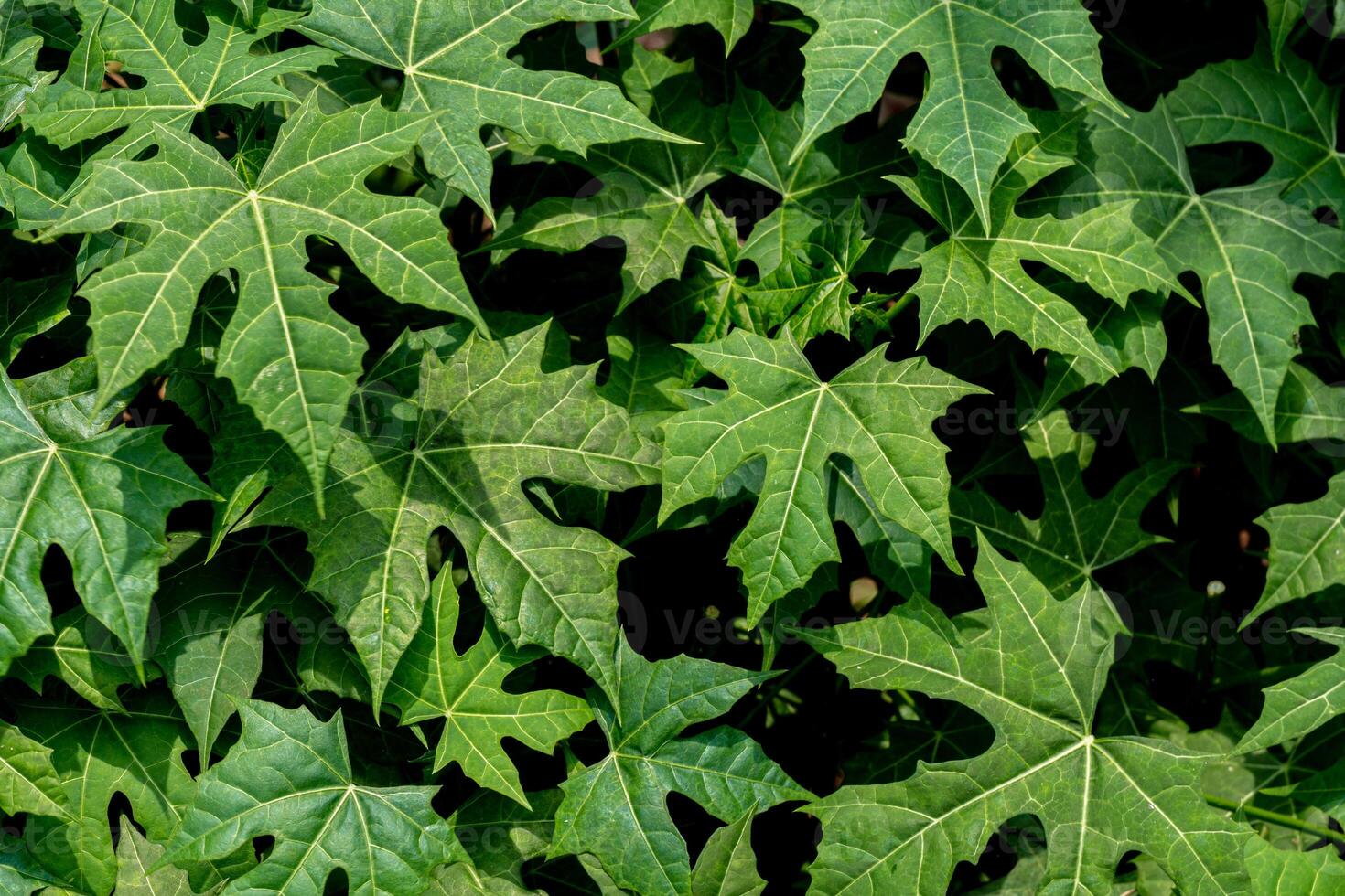 Close up of a group of green leaves, providing a textured and abstract nature background. Rich foliage textures, exotic greenery, and botanical patterns photo