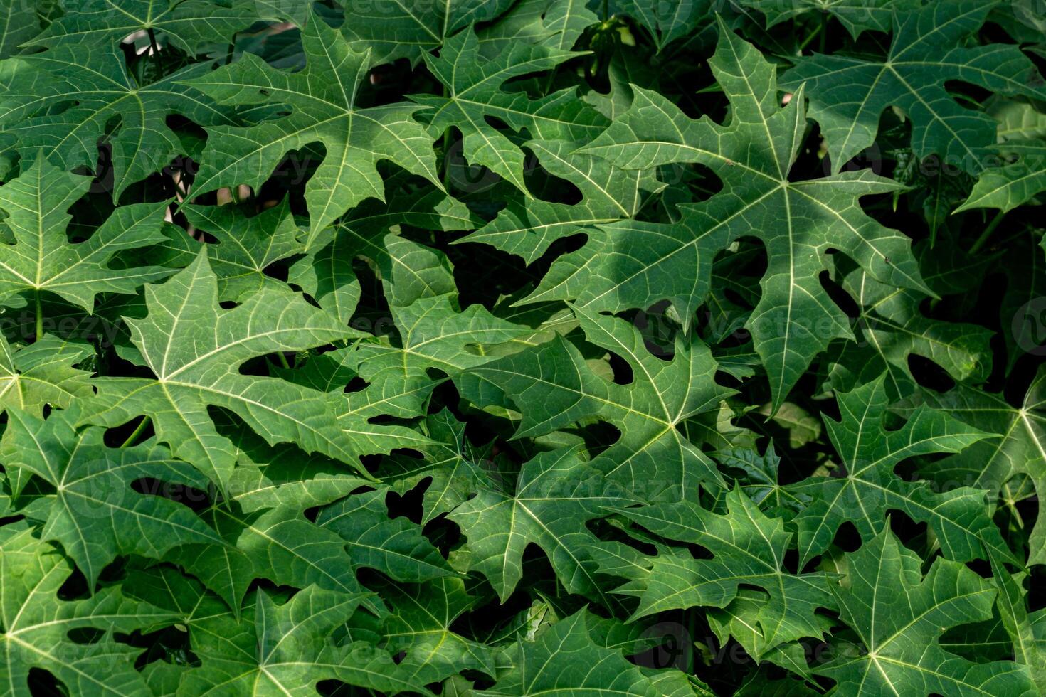 Close up of a group of green leaves, providing a textured and abstract nature background. Rich foliage textures, exotic greenery, and botanical patterns photo