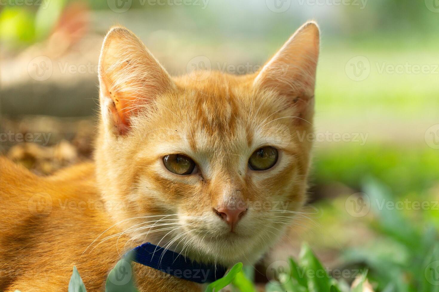 orange cat wearing a collar playing in the park with green grass and some small trees in the background. taken very close with a blurred background photo