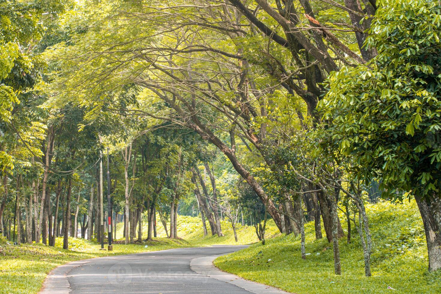 Empty street, green city park with blue sky. Pathway and beautiful trees track for running or walking and cycling relax in park on green grass field on the side photo