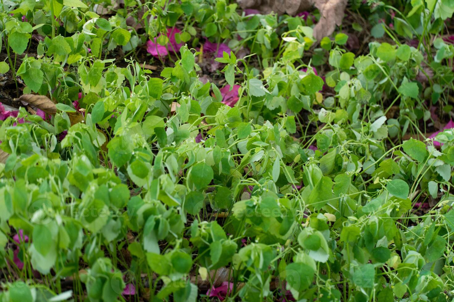 Close up of a group of green leaves, providing a textured and abstract nature background. Rich foliage textures, exotic greenery, and botanical patterns photo
