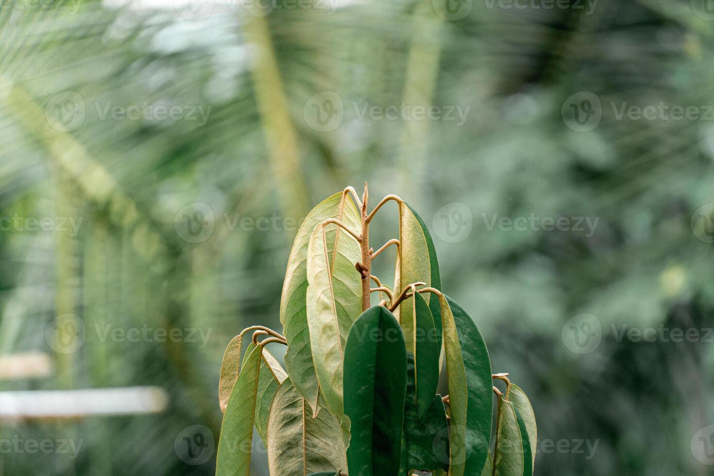 The green top of the durian tree is very close to the blurred background of the garden photo