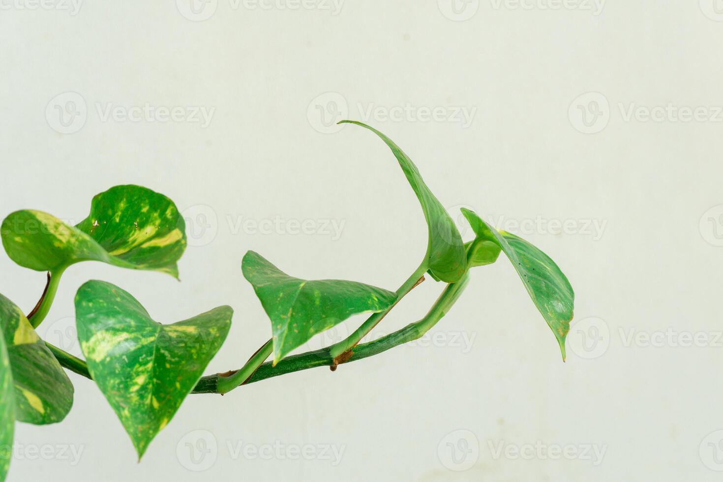 beautiful green leaves on a white background with shadows in a pot. Minimalist concept. Scandinavian style room interior. Close up view photo