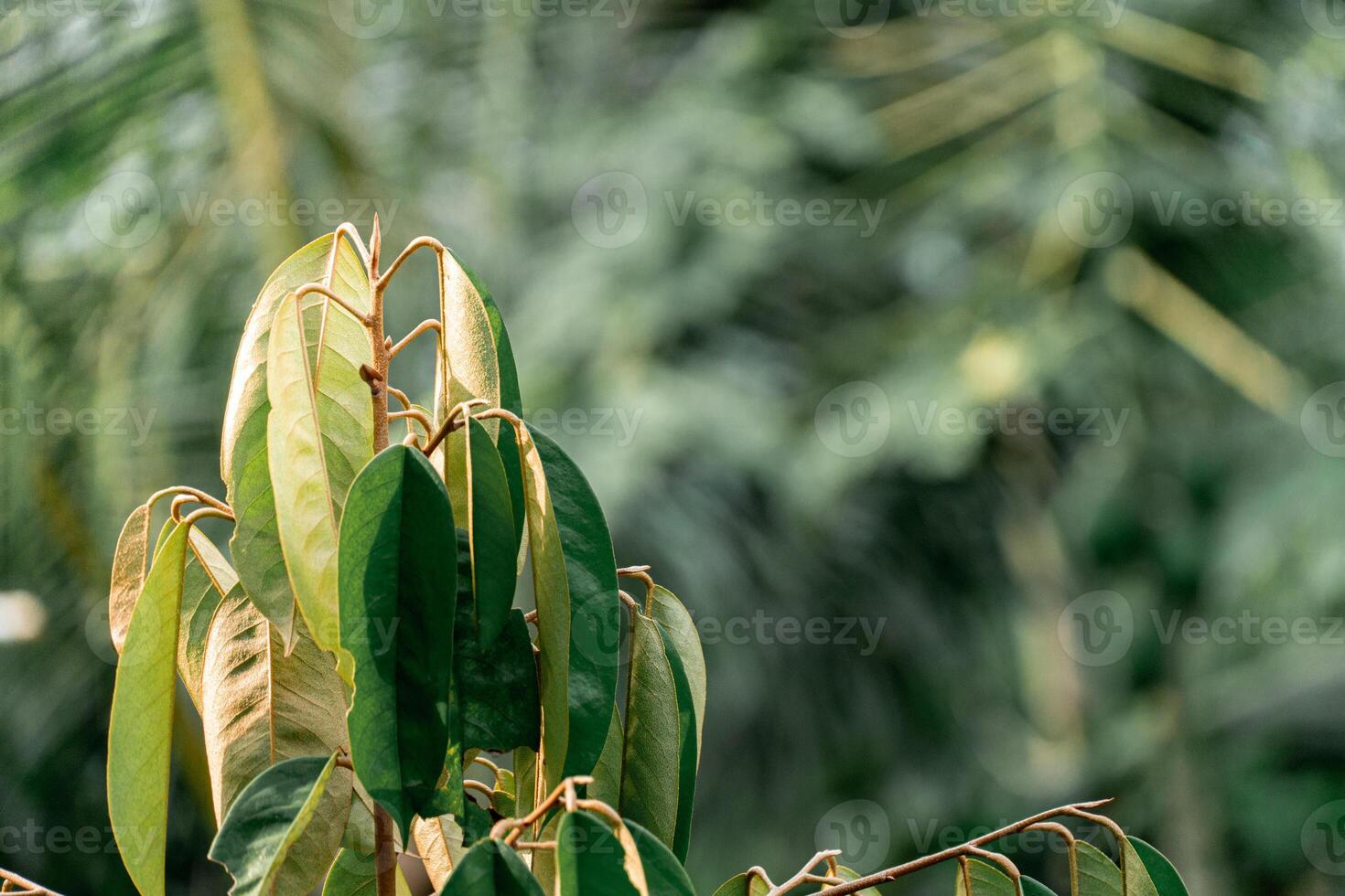 The green top of the durian tree is very close to the blurred background of the garden photo