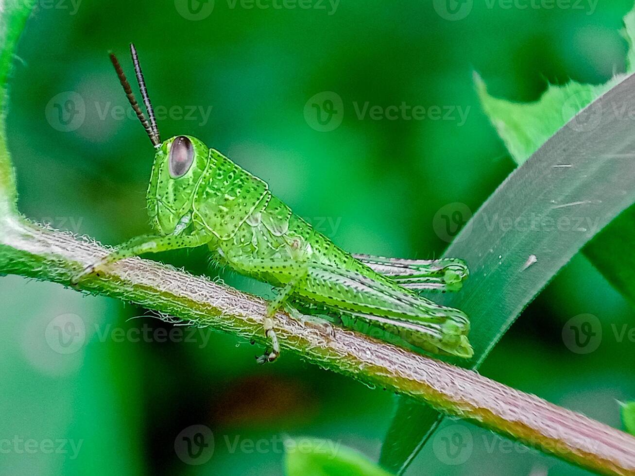 Hieroglyphus banian or Rice Grasshopper or Hieroglyphus banian preparing to eat leaves. photo