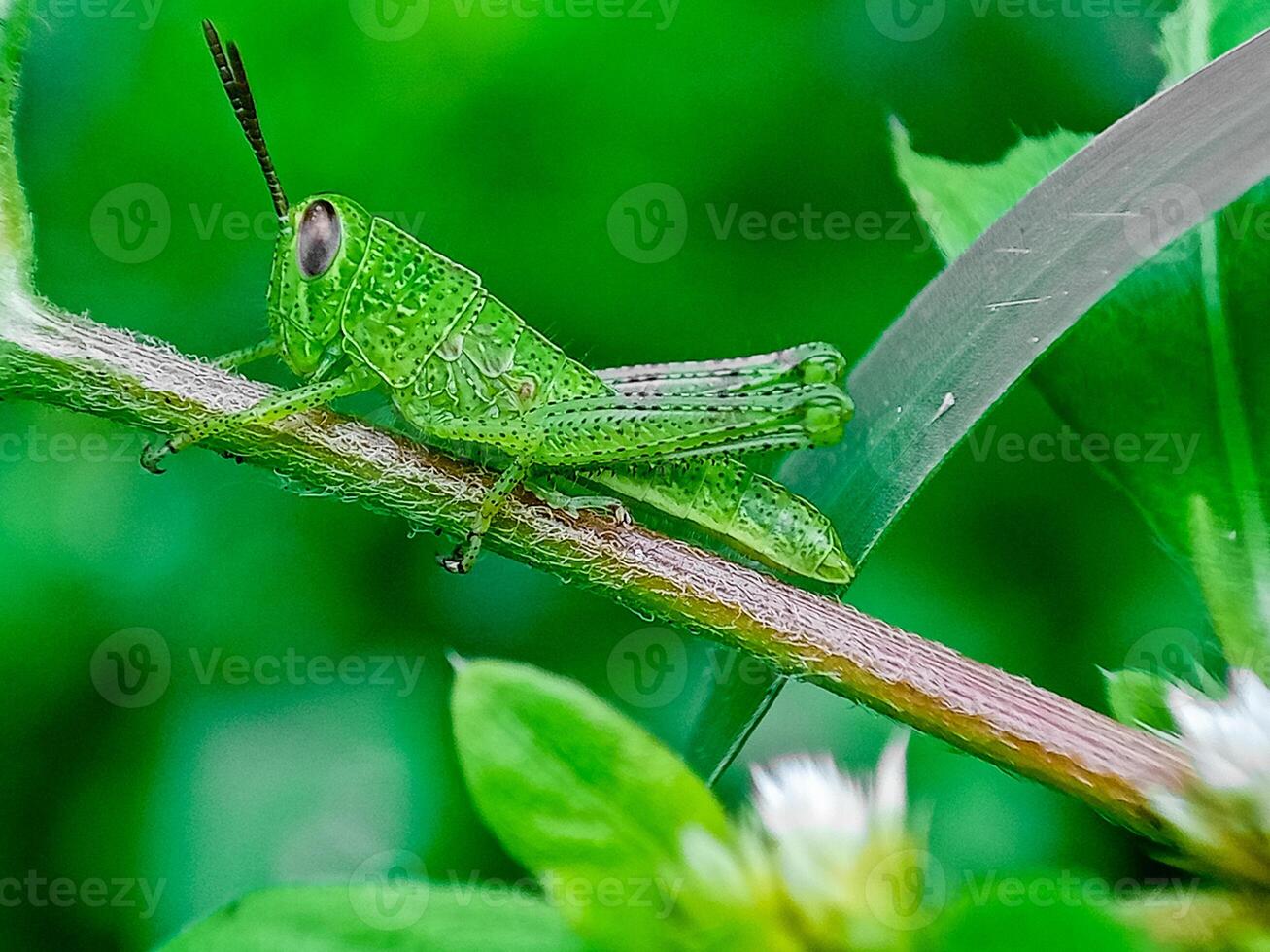 Hieroglyphus banian or Rice Grasshopper or Hieroglyphus banian preparing to eat leaves. photo