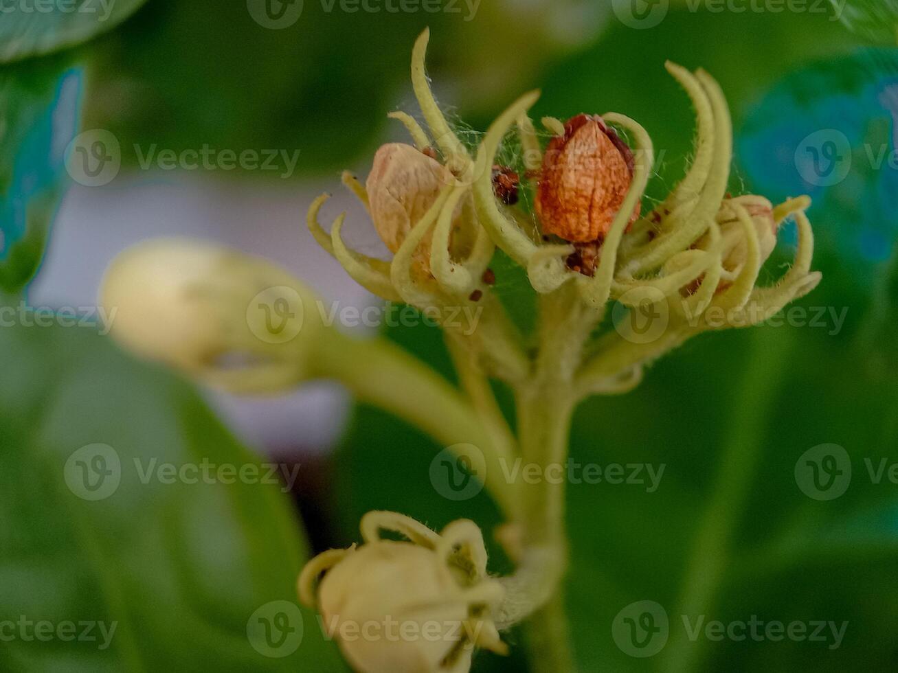 close up of buds of jasmine flowers that haven't bloomed yet with blurred background photo