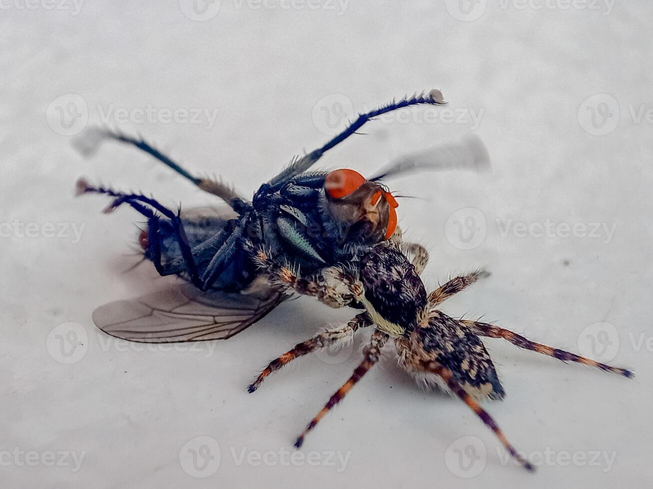Close up of a hunter spider catches flies to serve as breakfast photo