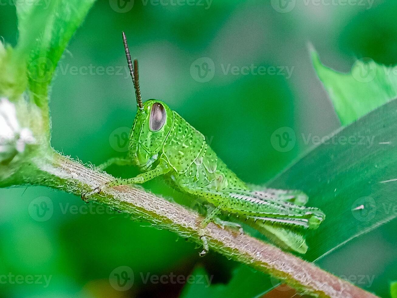 Hieroglyphus banian or Rice Grasshopper or Hieroglyphus banian preparing to eat leaves. photo