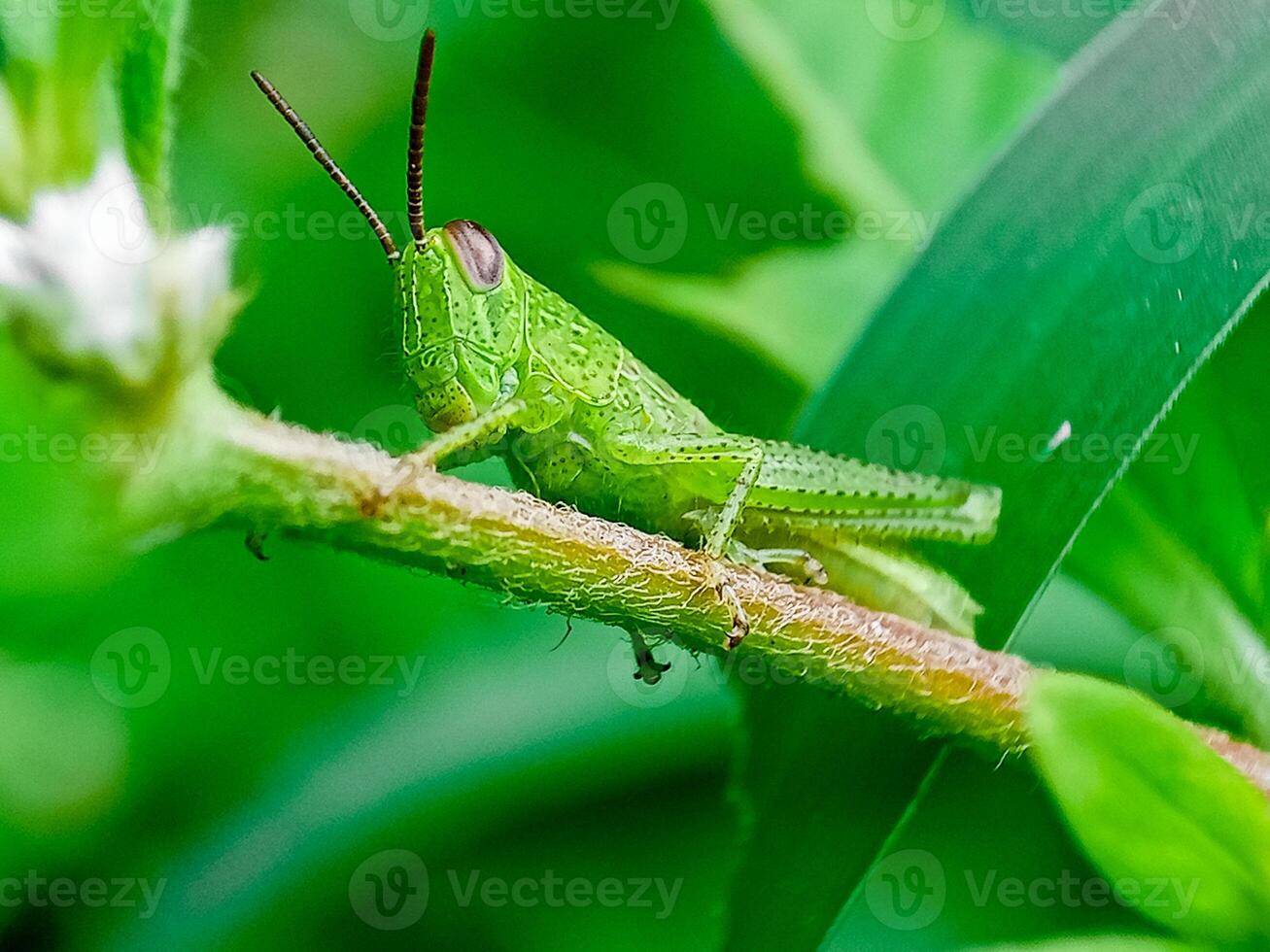 Hieroglyphus banian or Rice Grasshopper or Hieroglyphus banian preparing to eat leaves. photo