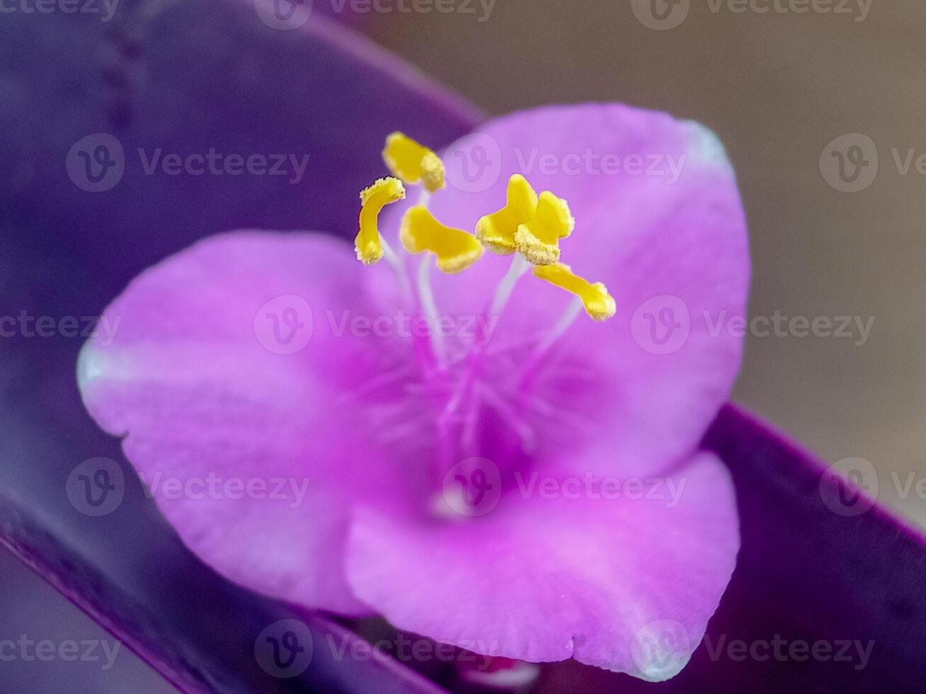 Light pink adenium flower, beautiful ornamental plant photo