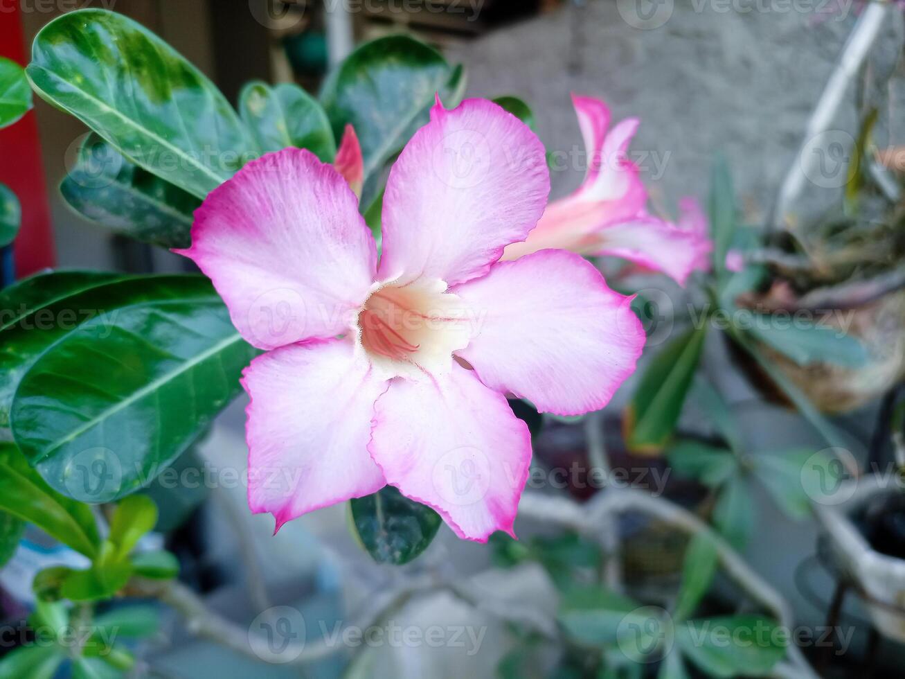 Light pink adenium flower, beautiful ornamental plant photo