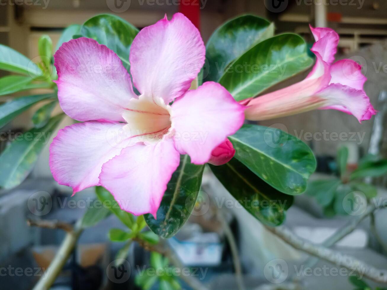 Light pink adenium flower, beautiful ornamental plant photo