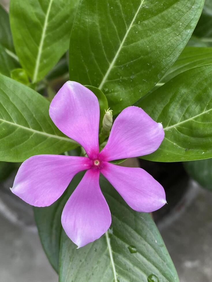 Catharenthus flower in my balcony photo