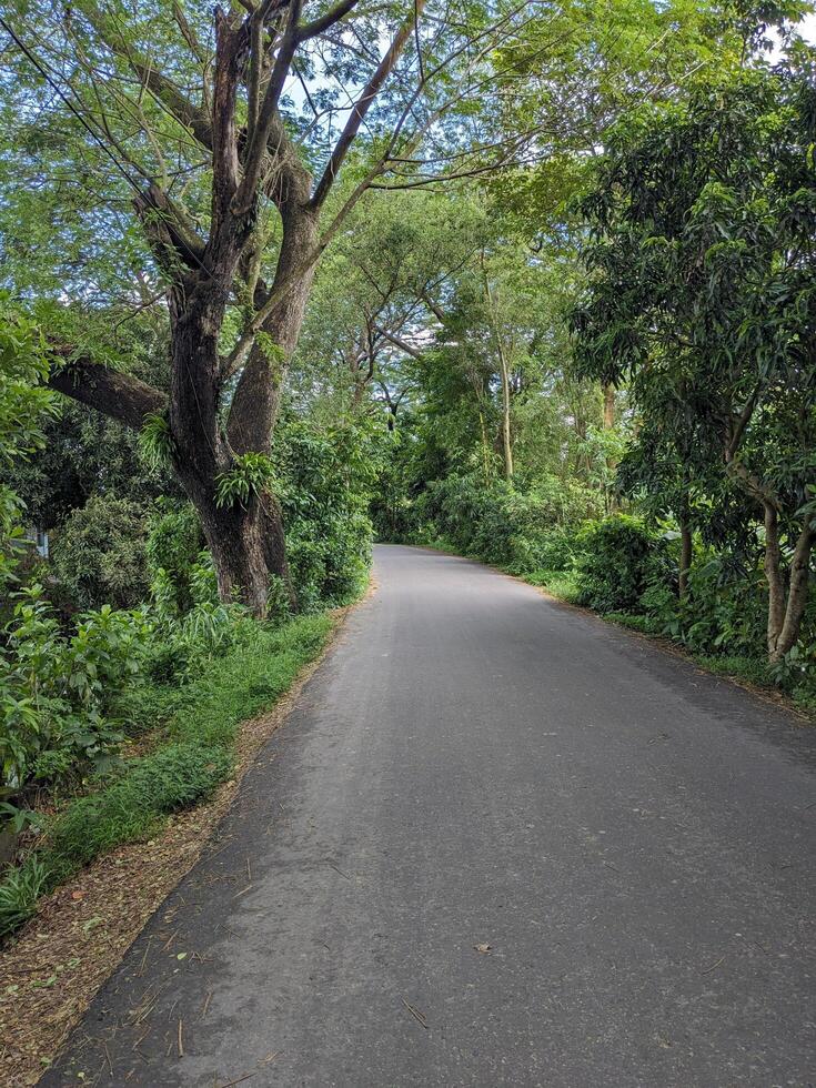 A village road passing through the trees photo