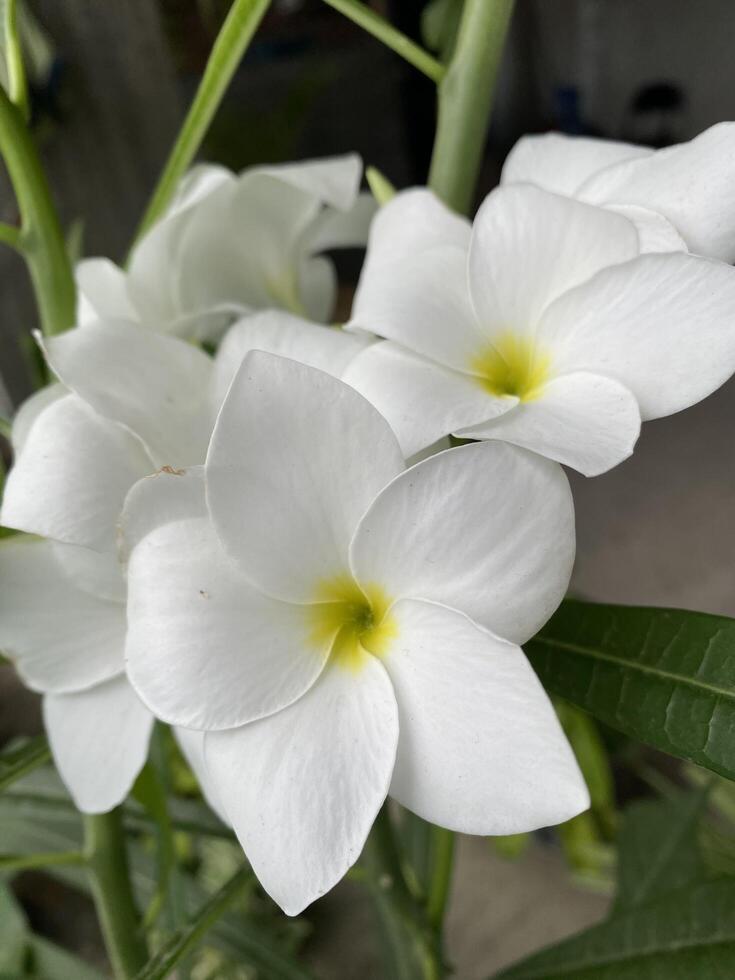 Portrait of beautiful white flower photo