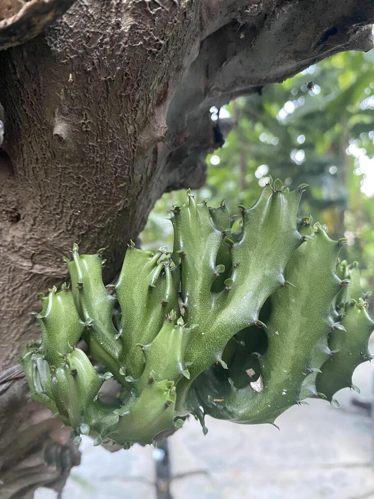 A old cactus tree plant photo