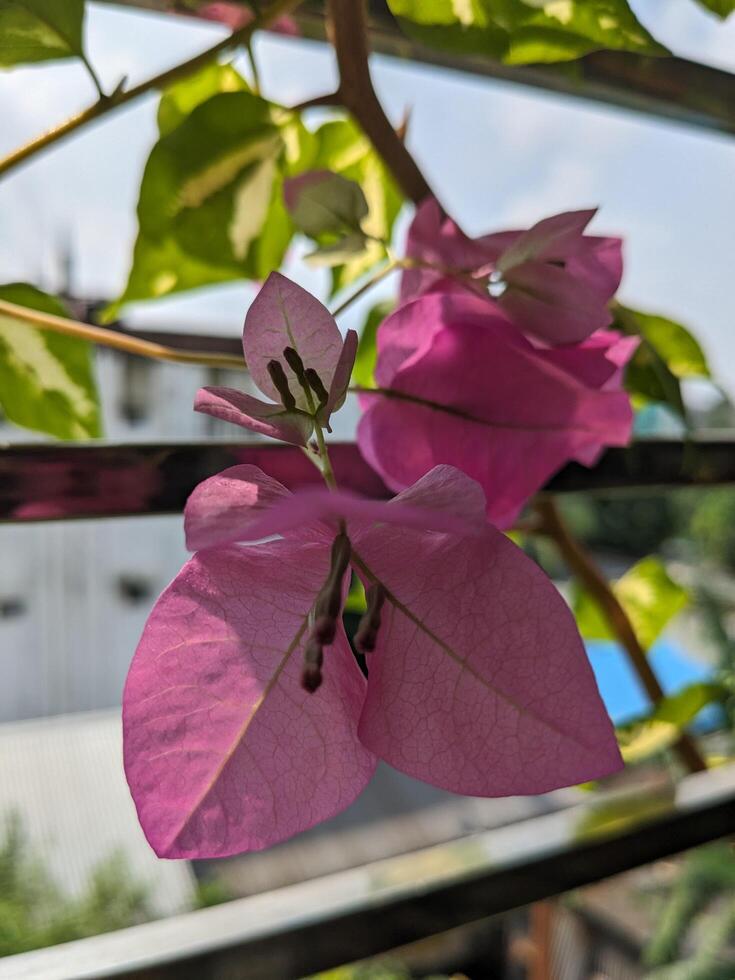 Baganbilash in my balcony photo