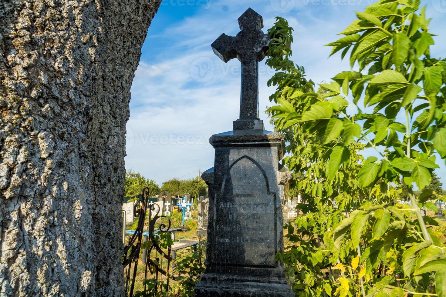 An old marble cross from 1919, with an old tree that has grown into the fence. photo